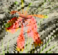 Australian flora past present and future - Accommodation NT