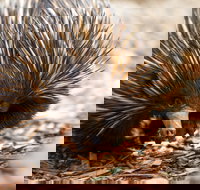 Aussie Wildlife Course - July/August/September - Accommodation NT