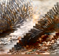 Aussie Wildlife Course - October Condensed Weekend Course - Accommodation NT