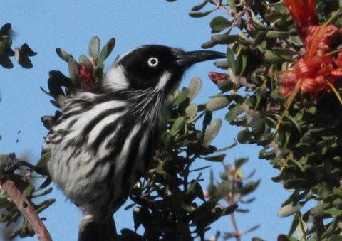 Esperance Wildflower Festival - Accommodation NT 0