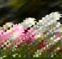 Floriade Reimagined - Accommodation NT