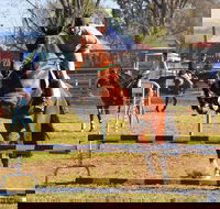 Glen Innes Pastoral and Agricultural Show - Accommodation NT