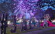 Grafton Jacaranda Festival - thumb 0