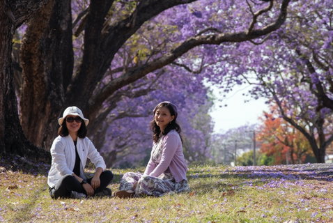 Grafton Jacaranda Festival - Accommodation NT 1