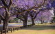 Grafton Jacaranda Festival - thumb 2