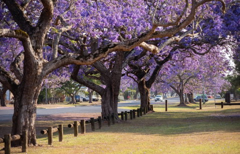 Grafton Jacaranda Festival - Accommodation NT 2