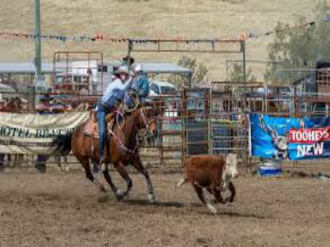 Gresford  Campdraft And Rodeo - Accommodation NT 1