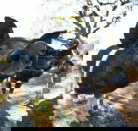 Mudgee Farm Walks - Accommodation NT