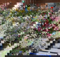 Sapphire Coast Orchid Club Spring Orchid Show - Accommodation NT