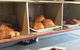 Laurieton Riverwalk Market - thumb 4