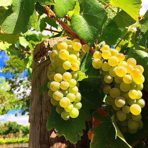 GetawaysSA Bringing Barossa To Your Door - Accommodation NT 0
