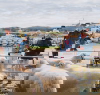 Mudgee Small Farm Field Days - Accommodation NT