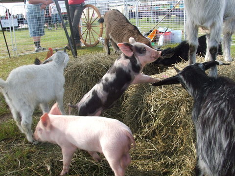 Primex Field Days - Online Virtual Event - Accommodation NT 2