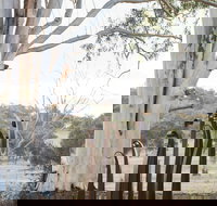 Sculptures in the Garden - Accommodation NT