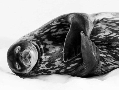 Wildlife Photographer Of The Year - Accommodation NT 0