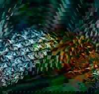 Yeppoon Community Market - Accommodation NT