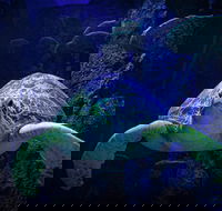 Sydney's Aquarium