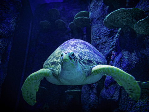 Sydney's Aquarium - Accommodation NT 0