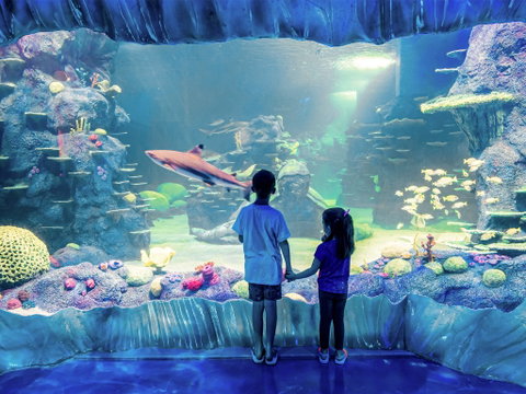Sydney's Aquarium - Accommodation NT 1