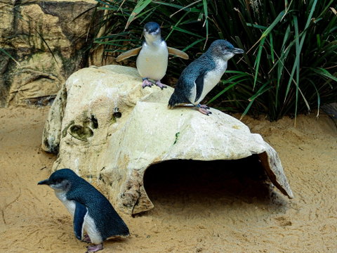 Sydney's Aquarium - Accommodation NT 2