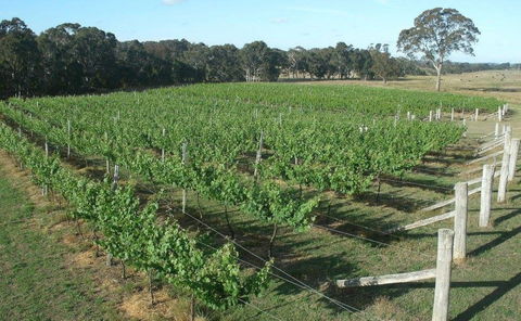 Yarralaw Springs Wines  - Cellar Door Wine Tasting - Accommodation NT 1