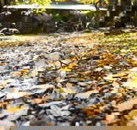 Cradle Forest Inn - Accommodation NT