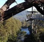 Tahune Air Walk Lodge - Accommodation NT