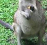 Bluewater Bed  Breakfast Cairns - Accommodation NT