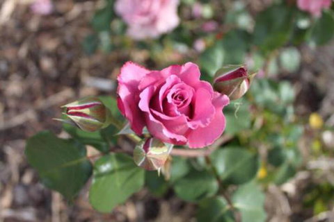 Alpine Aspects - Accommodation NT 3