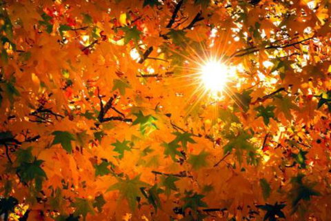 Alpine Aspects - Accommodation NT 2