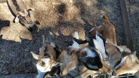 The Red Stag - Accommodation NT 6