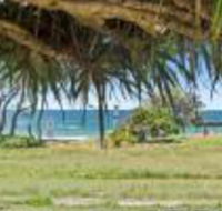 Pandanus on Emerald
