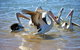 Alva Beach Tourist Park - thumb 4