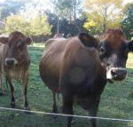 Drumreagh Bed  Breakfast Cabins - Accommodation NT
