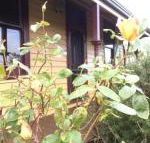 Albion Cottage - Accommodation NT