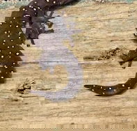 Beechs' Brook Rainforest Retreat