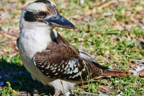 Kookaburras At Smiths - Accommodation NT 5
