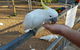 BIG4 Cania Gorge Holiday Park - thumb 3