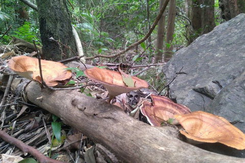 Ruah Rain Forest Retreat - Accommodation NT 3