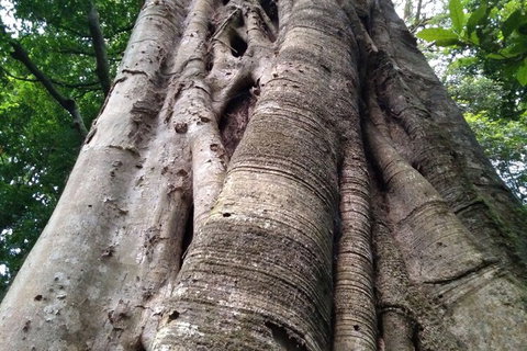 Ruah Rain Forest Retreat - Accommodation NT 1