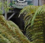 The Wombat Cottage - Accommodation NT