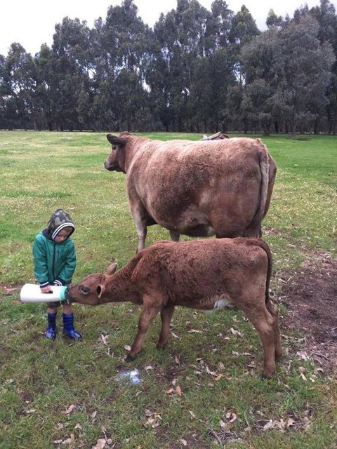 Turner Brook Chalet - Accommodation NT 3