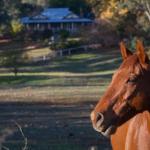Historic Oak Hill House Estate Truffle Gourmet Festival Region - NT Tourism 0