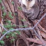 Stringybark Hills Retreat - Accommodation NT 0