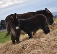 Malakai Farm Stay - Accommodation NT
