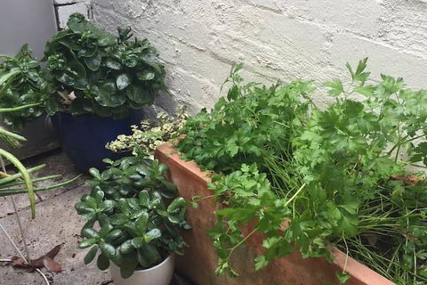 Charming Cottage With Leafy Courtyard - Accommodation NT 7