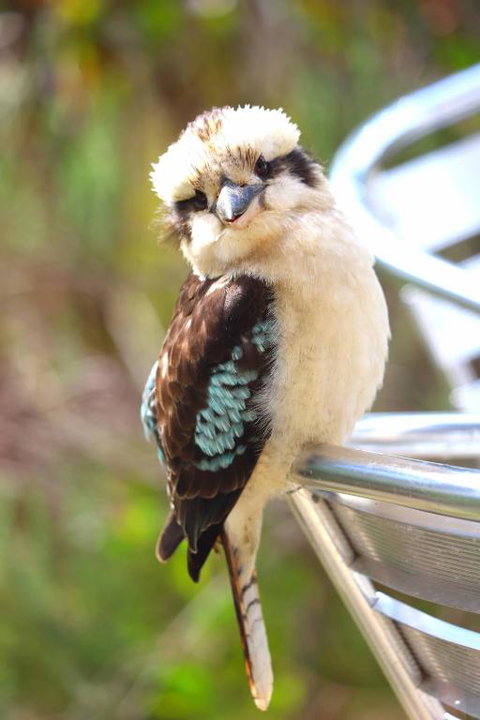 Ridgetop Retreats Deep Creek Conservation Park - Accommodation NT 4