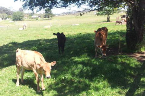Appin Homestay B & B - Accommodation NT 2
