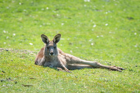 Halls Gap Motel - Accommodation NT 5