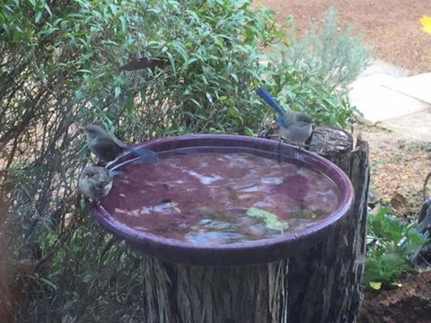 Dunsborough Ridge Retreat - Accommodation NT 6